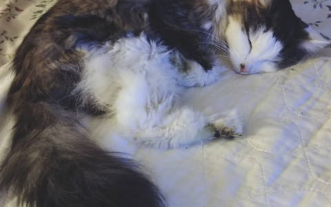 The Cognitive Decline Guide: Recognizing and Managing “Dementia” in Dogs and Cats (CDS)