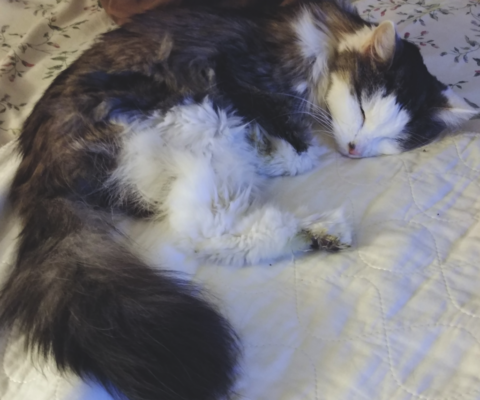 The Cognitive Decline Guide: Recognizing and Managing “Dementia” in Dogs and Cats (CDS)