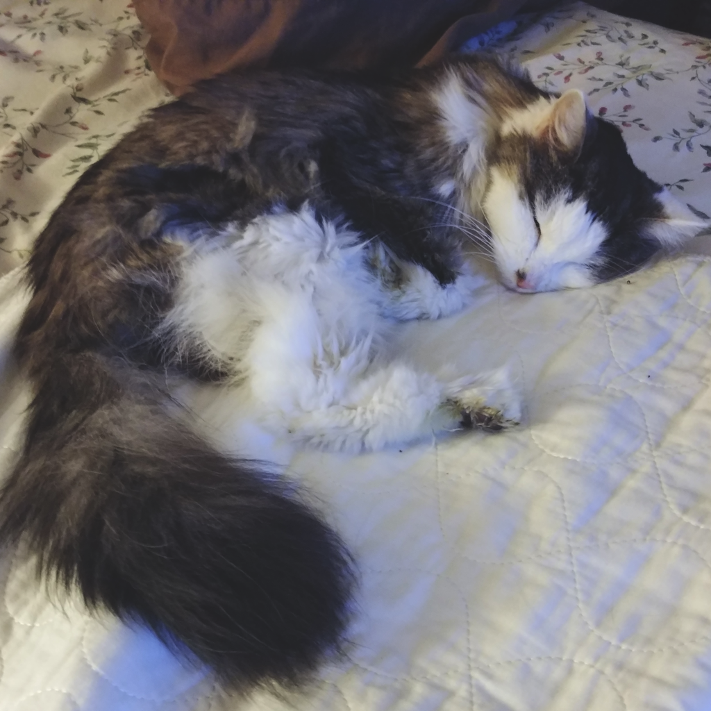 Bubbles Sleeping Peacefully