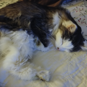 BellenPaws.com - Bubbles Sleeping