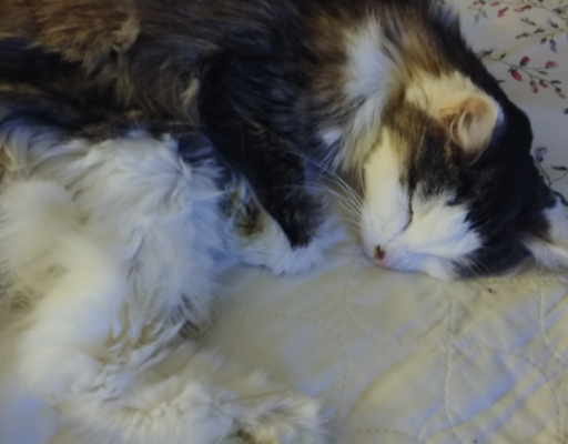 BellenPaws.com - Bubbles Sleeping