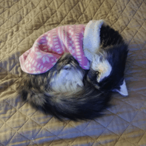 BellenPaws.com - Bubbles Sweater