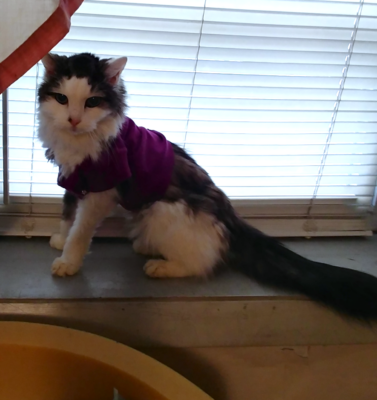 Incontinence without Judgment: Discreet Ways to Manage Accidents While Keeping Your Pet’s Dignity Intact