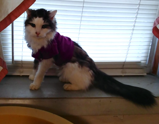 BellenPaws.com - Bubbles in Tee-Shirt