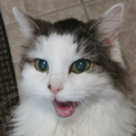 BellenPaws.com - Bubbles Vocal