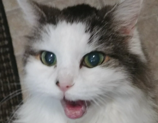 BellenPaws.com - Bubbles Vocal