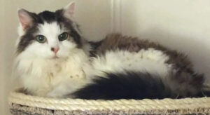 BellenPaws.com - Featured Image Bubbles Small