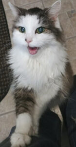 BellenPaws.com - Bubbles Image 003