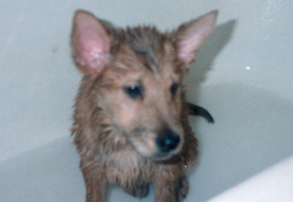 Buddy Bathing
