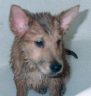 Tips for Bathing Your Pet