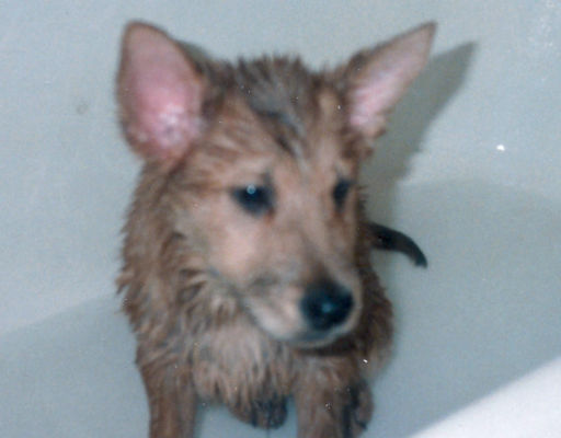 Buddy Bathing