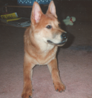 Cold Weather Care: Keeping Arthritic Pets Comfortable in Winter