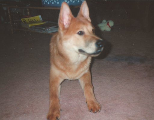 Buddy on the Floor