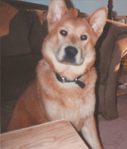 BellenPaws.com - Buddy