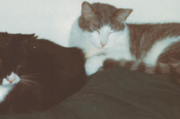 Why Knowing Your Pet’s Life Stage Matters