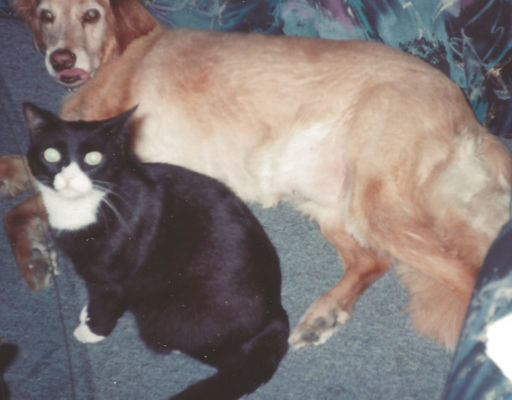 BellenPaws.com - Clyde and Goldie