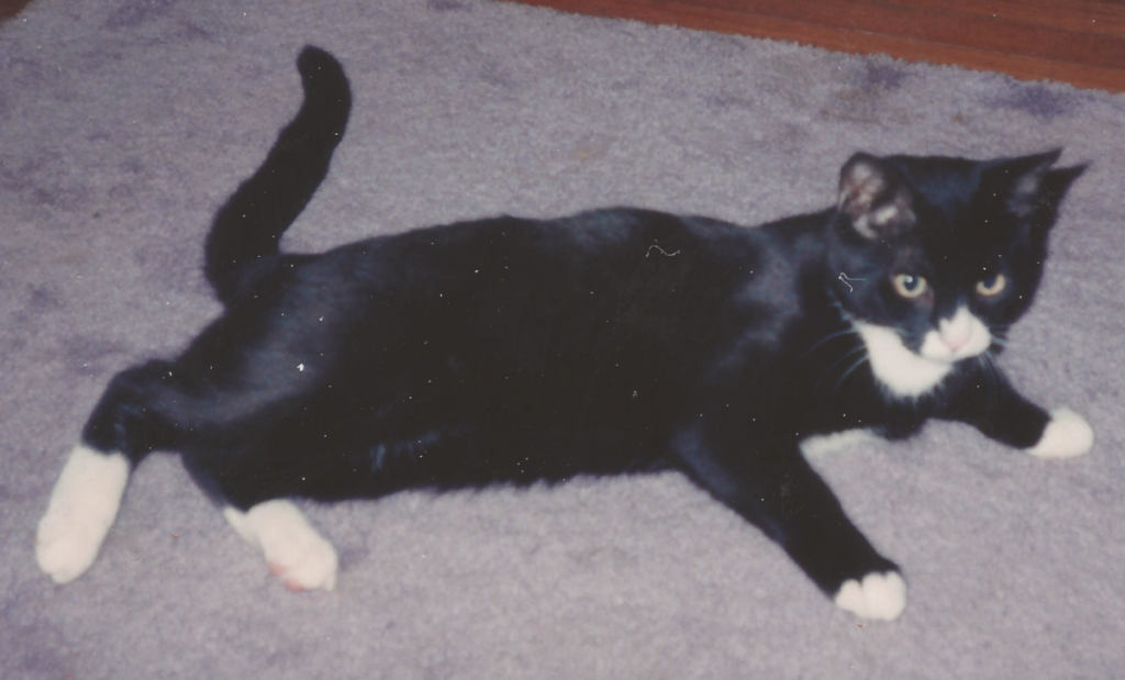 Clyde on the Rug