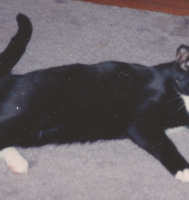 Radioactive Iodine Therapy vs. Daily Medication for Cats