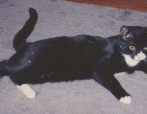 Clyde on the Rug