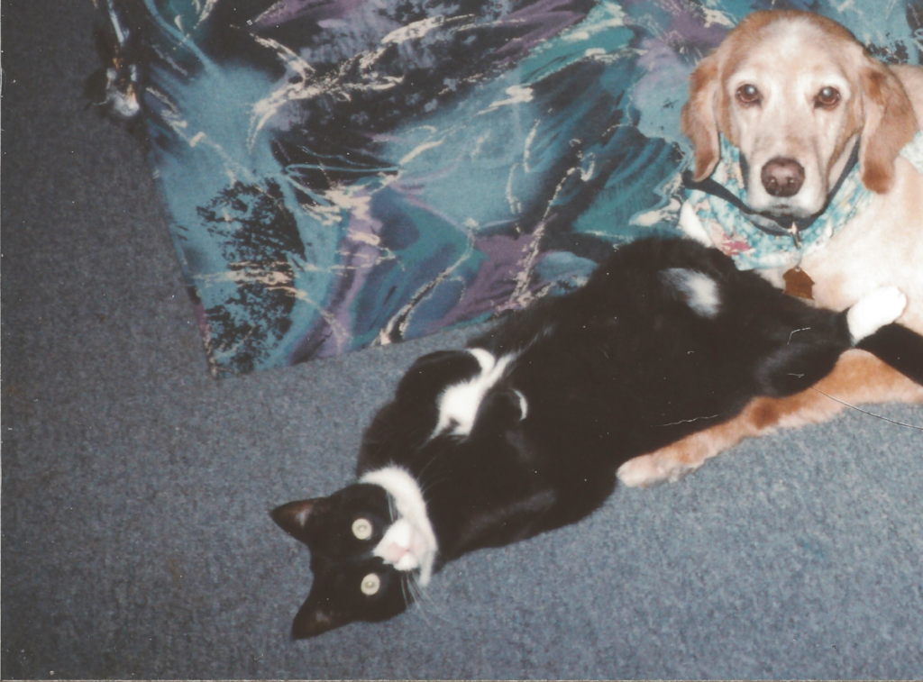Clyde with CKD and Goldie