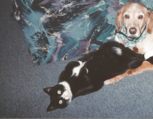 Clyde with CKD and Goldie
