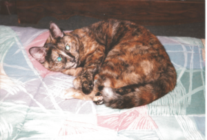 BellenPaws.com - Cybil Waking Up