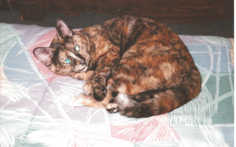 Lumps and Bumps: A Guide on When to Worry and When to Monitor