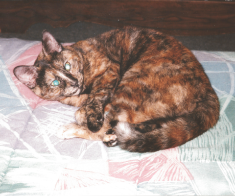 Lumps and Bumps: A Guide on When to Worry and When to Monitor