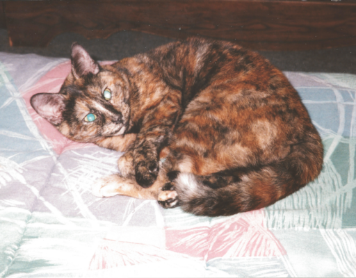 BellenPaws.com - Cybil Waking Up