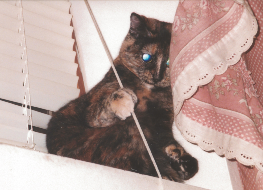 Cybil Playing with Blind