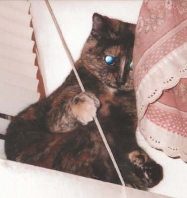 Caring for a Blind or Deaf Pet: Adapting Your Home