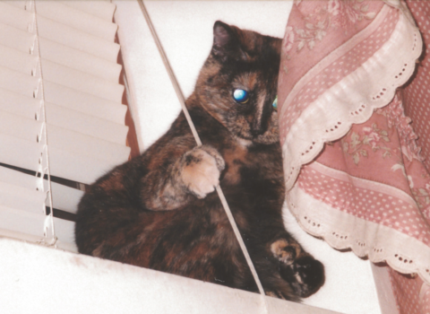 Caring for a Blind or Deaf Pet: Adapting Your Home