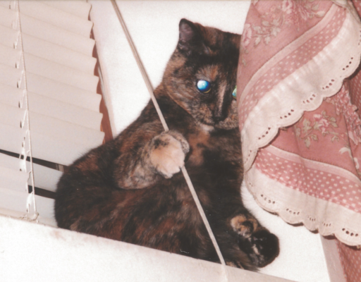 Cybil Playing with Blind