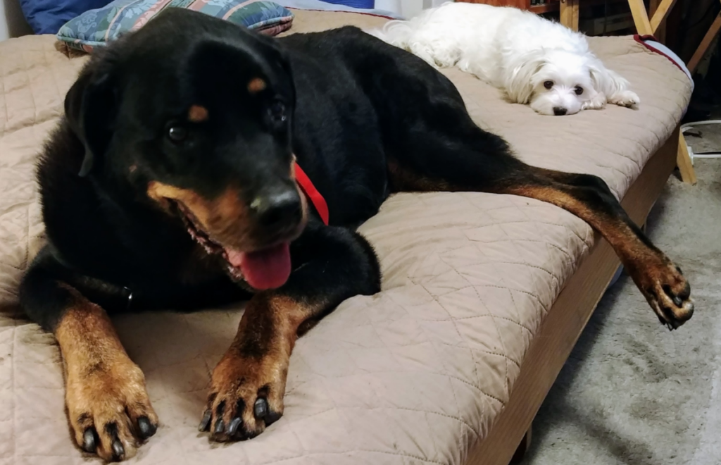 Diesel and Bella on Bed