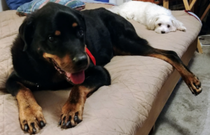 Diesel and Bella on Bed