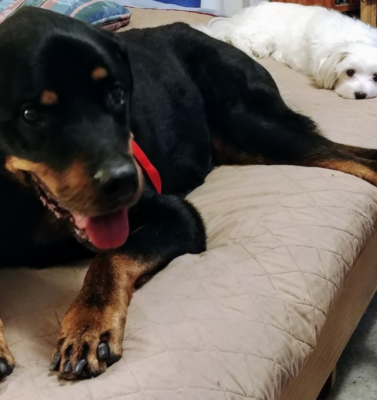 Learning to See the Story in Your Pet’s History