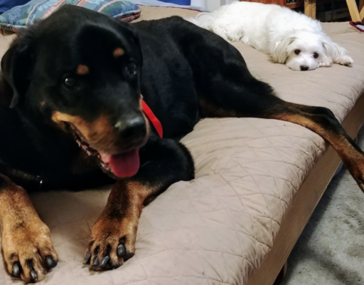 Diesel and Bella on Bed