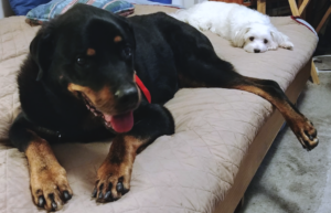 BellenPaws.com - Diesel on Bed