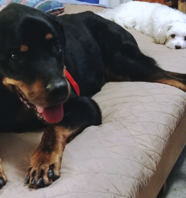 Arthritis in Senior Dogs: Beyond Supplements and Pain Meds