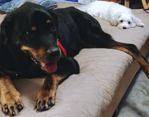 BellenPaws.com - Diesel on Bed