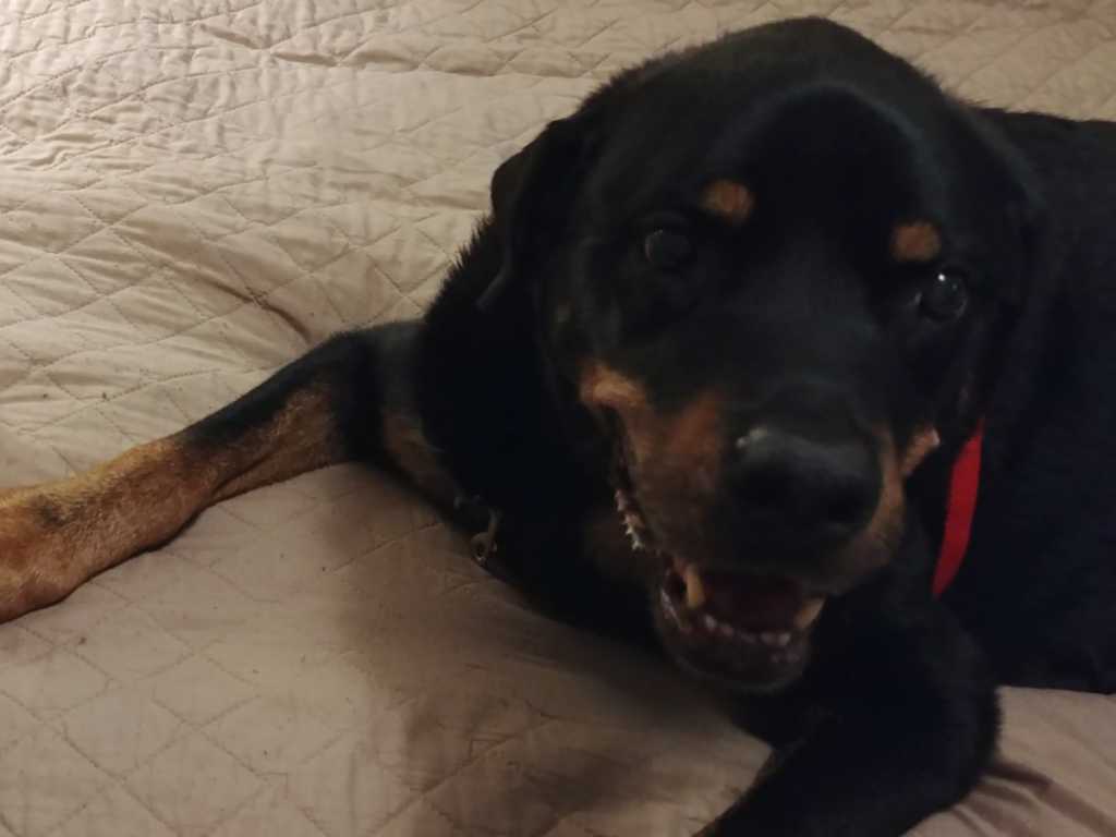 Diesel on Bed