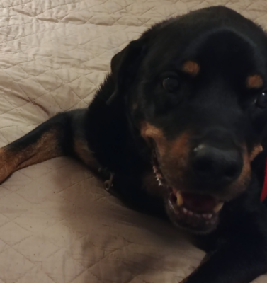Tailoring Your Dog’s Routine as They Enter Their Golden Years