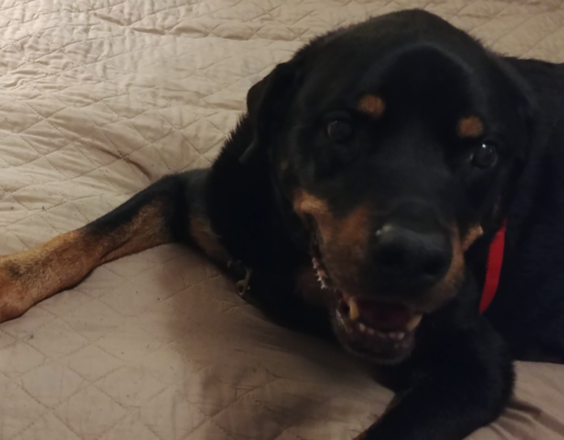 Diesel on Bed