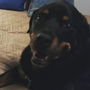 BellenPaws.com - Diesel Smiling