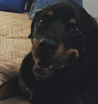 Muscle Loss vs Weight Gain in Aging Dogs