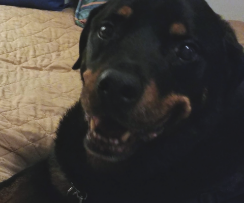 Muscle Loss vs Weight Gain in Aging Dogs