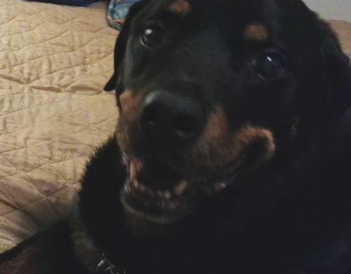 BellenPaws.com - Diesel Smiling