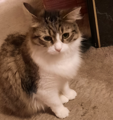 Demystifying Feline Hyperthyroidism: Symptoms to Watch For
