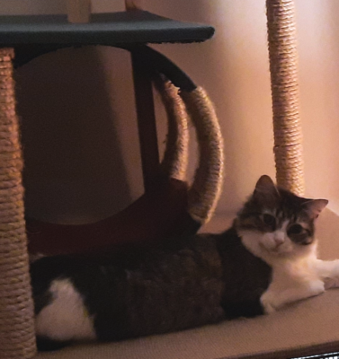 Cat Trees: A Home Within Their Home