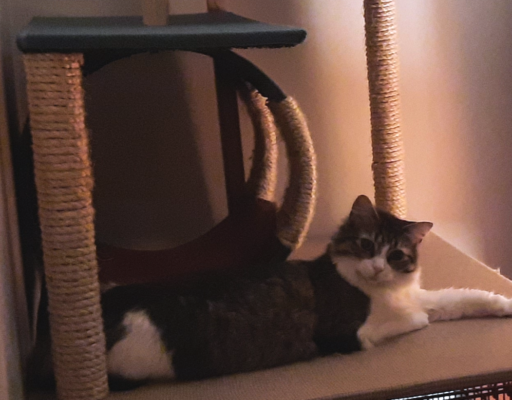 Everly at Home